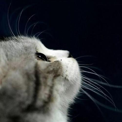 娱乐吃瓜君猫猫生日歌,萌宠欢唱，共庆猫界盛事