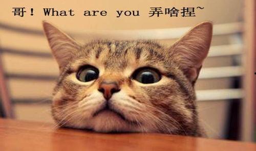 吃瓜娱乐君折耳猫