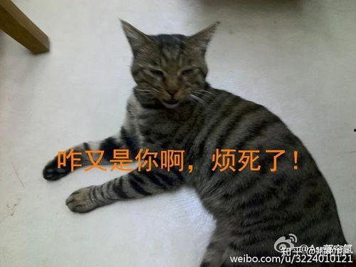 娱乐吃瓜酱虐猫,真相与反思