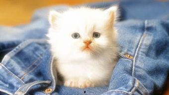 娱乐吃瓜茶小猫