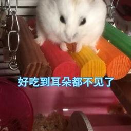 娱乐吃瓜酱鼠,揭秘娱乐圈那些不为人知的幕后故事